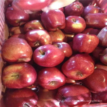 gala fresco vermelho, huaniu e dourado delicioso maçã preço de atacado